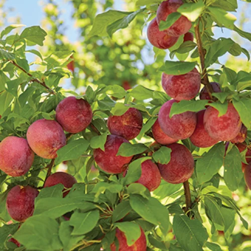 Our-Brands_the-MONTAGUE-tree_Seasonality-e1642137959453